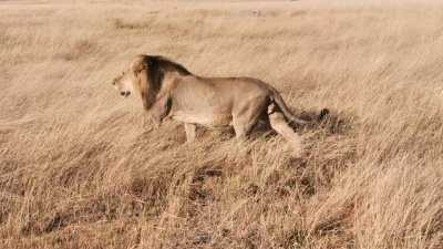 Adorable Safari and Tours