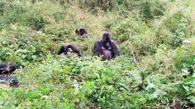 11 Days Safari in Rwanda