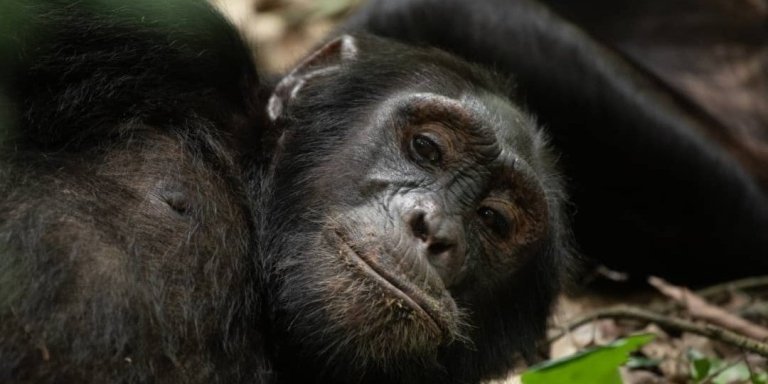 3-Day Wildlife Sighting Kibale Forest NP Including Chimp Trekking