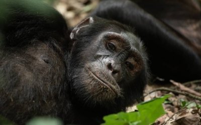 3-Day Wildlife Sighting Kibale Forest NP Including Chimp Trekking