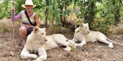 Lion Encounter and Walk