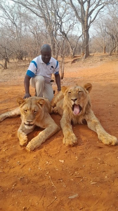 Lion Encounter and Walk