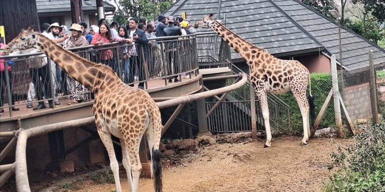 Karen Blixen Museum and Giraffe Center Tour From Nairobi