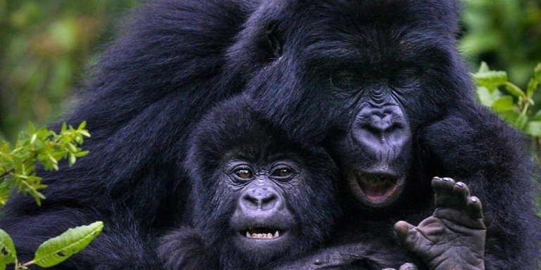 3 Days Uganda Gorilla trekking safari