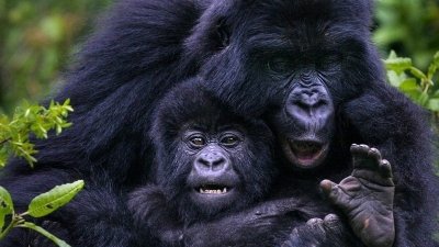 3 Days Uganda Gorilla trekking safari