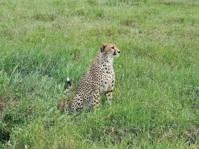 10-Days Tanzania Wildebeest Migration Safari