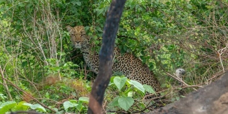 3-Day Wildlife  Trip to Queen Elizabeth NP Including Chimp Trekking.