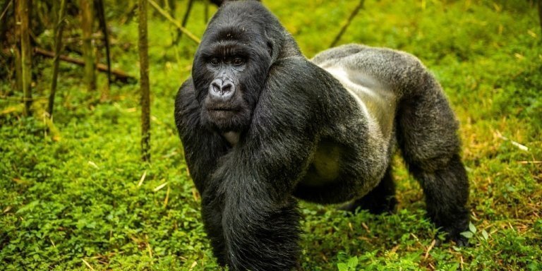 Gorilla trekking safaris