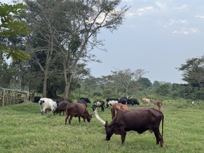 Murchison Falls Tour-Uganda (3D2N)