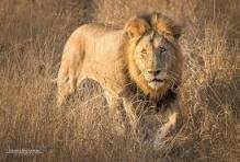 Kruger National Park Tour
