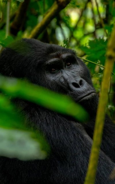 4-Day trip to Uganda for Gorilla trekking and relaxation Bunyonyi.