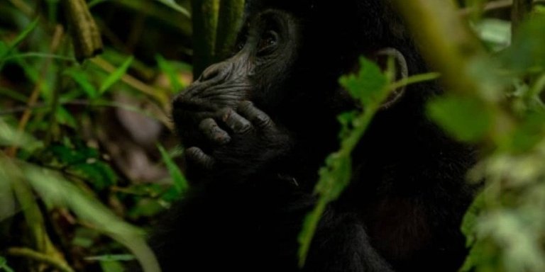 4-Day trip to Uganda for Gorilla trekking and relaxation Bunyonyi.