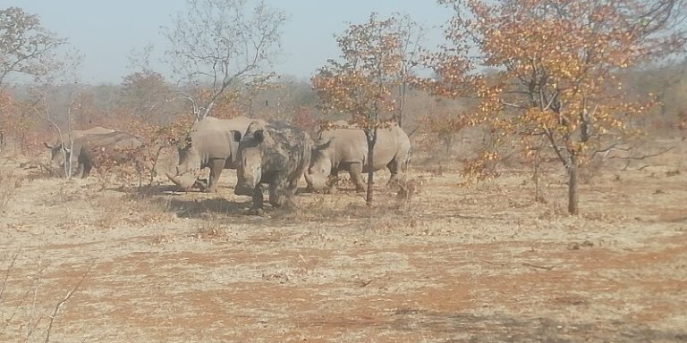 Half-Day Rhino Safari & Game Drive