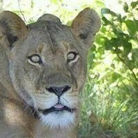 Chobe National Park Tour & Zambezi River Cruise Chobe National Park Tour & Zambezi River Cruise