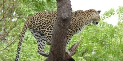 Chobe National Park Tour & Zambezi River Cruise