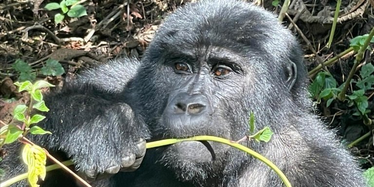 14 days best primates trip in uganda
