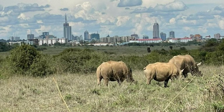 A day In Nairobi National Park
