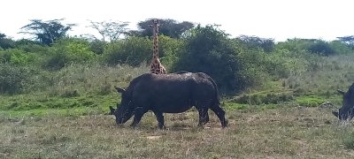A day In Nairobi National Park