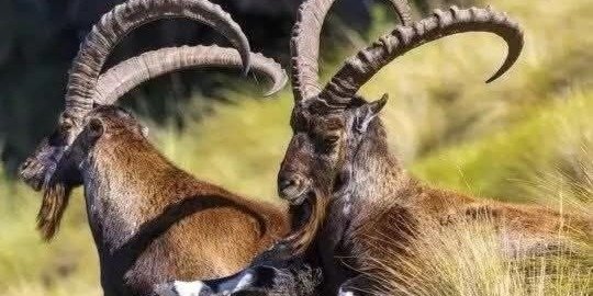 simien mountains tour
