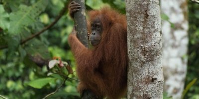 Ethical wildlife trekking at Gunung Leuser National Park