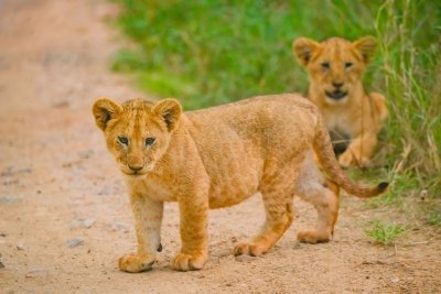 8 Days Tanzania Luxury Migration Fly-in & Our Safari