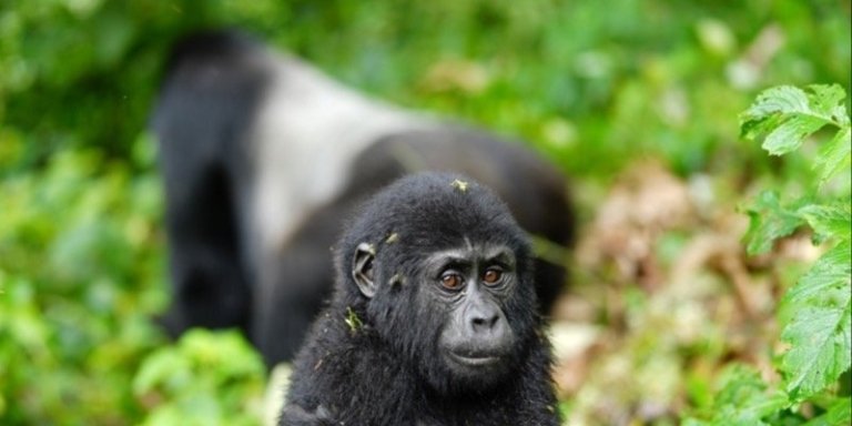 One day Bwindi Gorilla Trek Tour