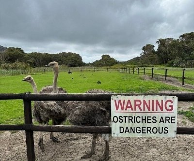 Exclusive Cape Point and Boulders Beach Penguins Colony Tour