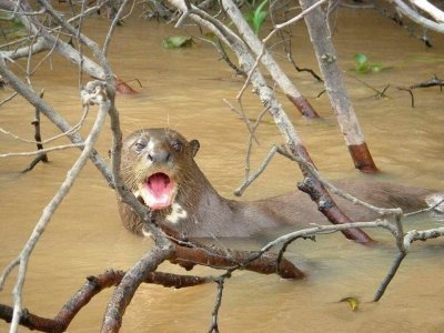 Amazon Rainforest Tour Peru Amazon Rainforest Tour Peru