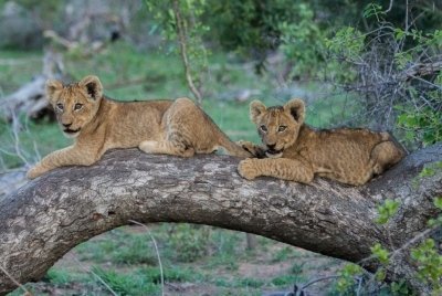 3-Day Fly in Safari Zanzibar to Selous, Nyerere national park