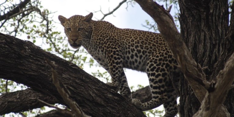 3-Day Fly in Safari Zanzibar to Selous, Nyerere national park