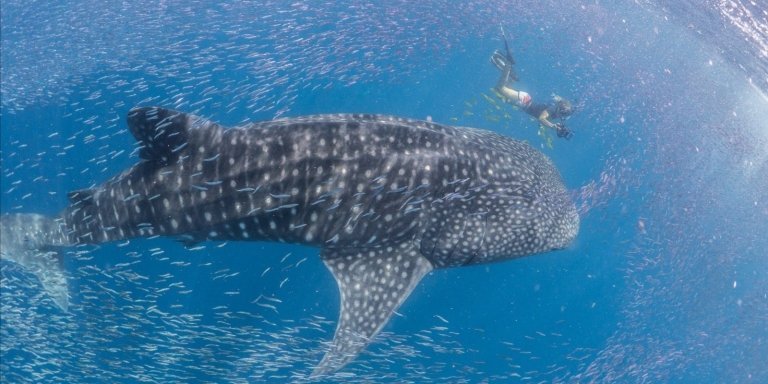 South mafia island whale shark safari.