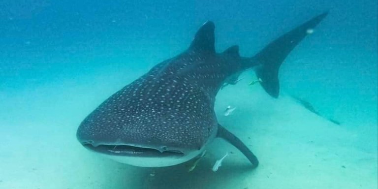 WHALE SHARK IN MAFIA ISLAND ARCHIPELAGO.