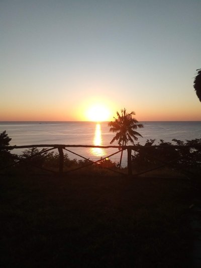 South mafia island whale shark safari.