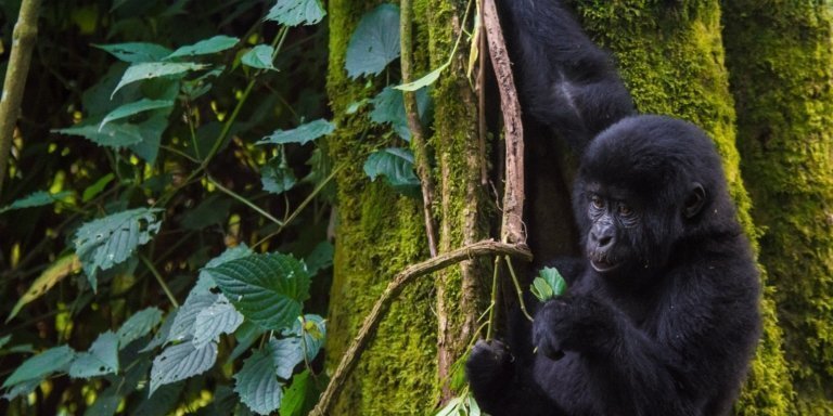 Wildlife and Gorilla Trekking Safari