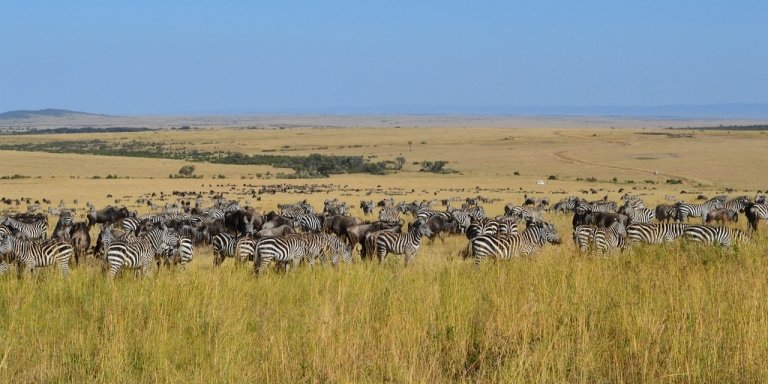 Date Tours and Safaris