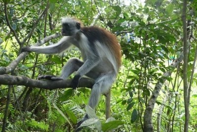 Jozani forest  for the red columbus monky+rock restaurant +kuza cave