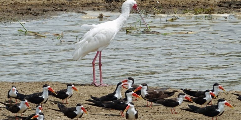 Birding tours and Big Five Experience