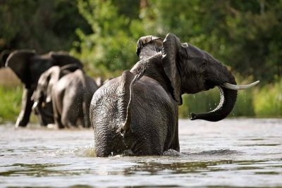 Africa Primate safaris