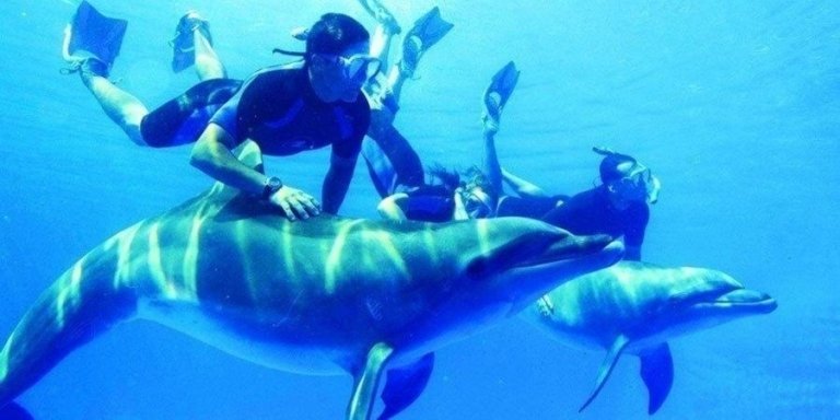 SWIMMING WITH DOLPHINS, SNORKELING TOUR FROM MARSA ALAM
