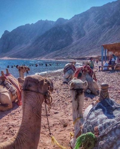 PRIVATE DAY TOUR TO THREE POOLS AT DAHAB SNORKELING AND CAMEL RIDE