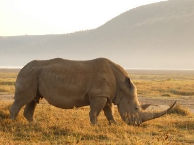 7 days 6nights Amboseli and Maasai Mara budget safari