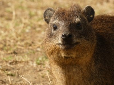 14 Days 13 Nights Safari to Arusha, Tarangire, Lake Manyara, Lake Eyas