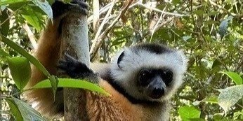 Madagascar East Tour