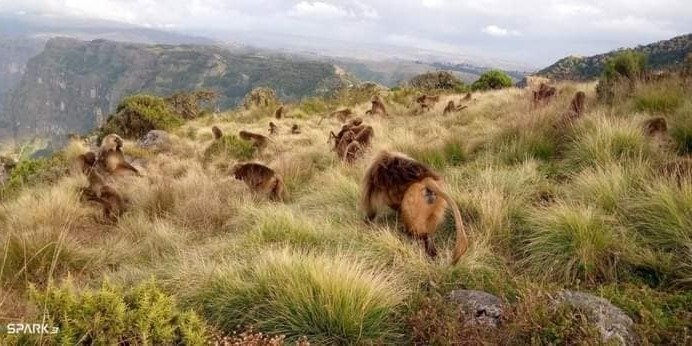 Panoramic Simiens Tour