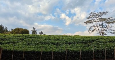 Kiambethu Tea Farm Private Day Tour