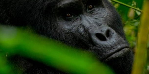 6-Day Wildlife Sighting Trip to Uganda Including Gorilla Trekking.