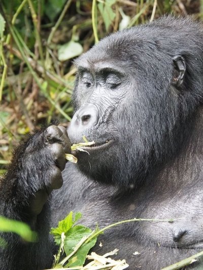 3-Day Bwindi Budget Gorilla Trekking Tour