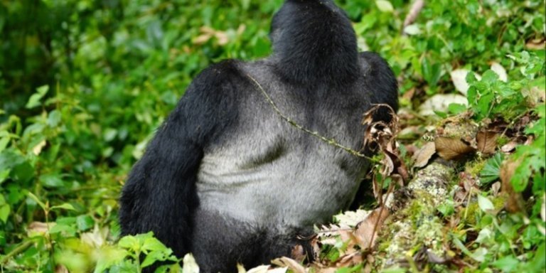 3-Day Bwindi Budget Gorilla Trekking Tour