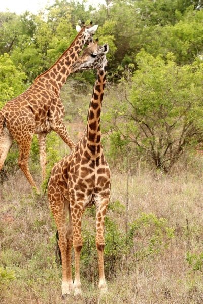 Twelve Day Safaris and Primates Tour In Uganda