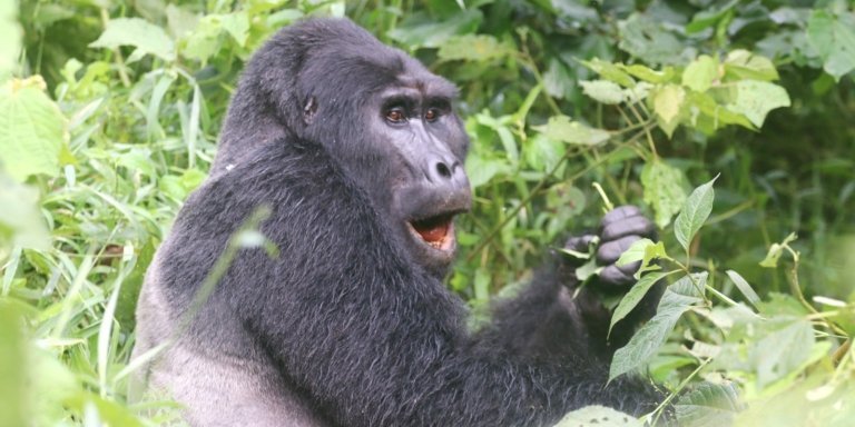 Twelve Day Safaris and Primates Tour In Uganda